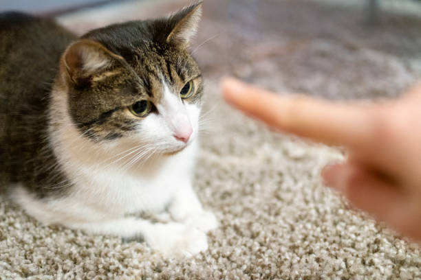 Cat & Kitten Training Tips: Fun and Exciting Advice for new and experienced Cat owners