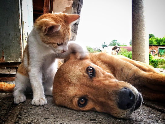 How to Keep Your Dog from Bothering Your Cat: Tips and Tricks
