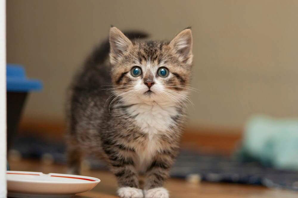 A New Kitten: What to Expect the First Few Weeks