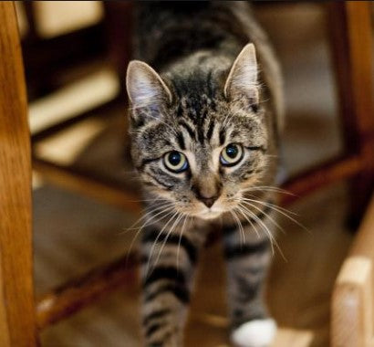 Tips to Stop Cat Spraying: How to Keep Your Kitty from Marking