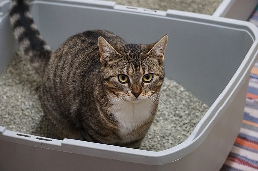 Kids and Cat litter Don't Mix