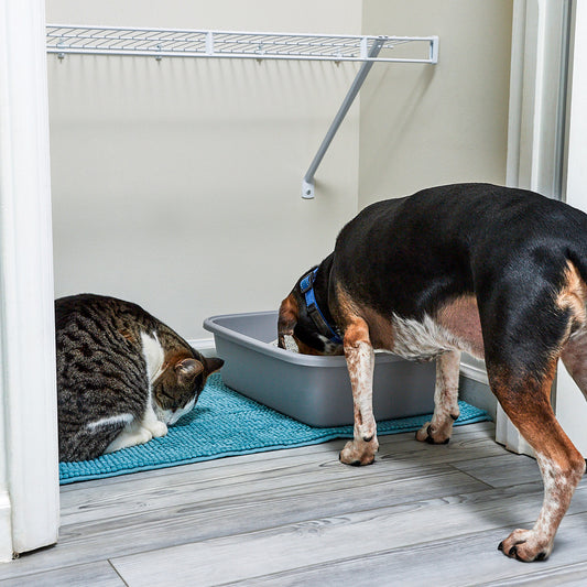 Is Eating from the Litter Box Bad for My Dog?