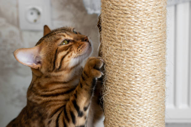 Train Your Kitten Not To Scratch